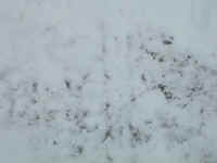 new trail pics 2-22-11 023.jpg (2272574 bytes)